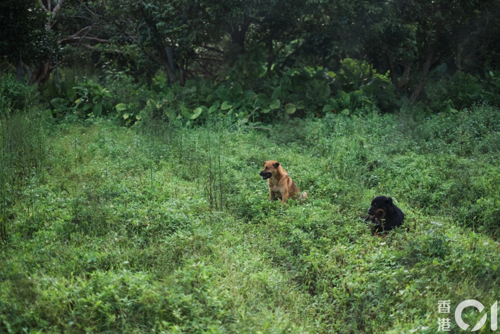 鄉郊人飼養動物的模式多元,城鄉動物間的生活模式亦存在很大差異。(歐嘉樂攝) 鄉郊人飼養動物的模式多元,城鄉動物間的生活模式亦存在很大差異。(歐嘉樂攝)