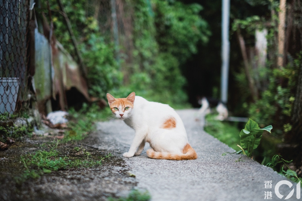 在東北鄉郊地區生活的動物。(歐嘉樂攝) 在東北鄉郊地區生活的動物。(歐嘉樂攝)