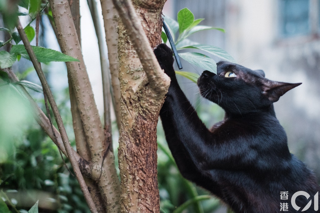 在東北鄉郊地區生活的動物。(歐嘉樂攝) 在東北鄉郊地區生活的動物。(歐嘉樂攝)