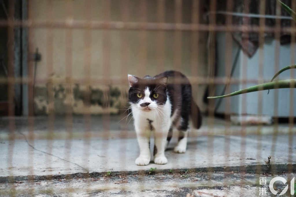 在東北鄉郊地區生活的動物。(歐嘉樂攝) 在東北鄉郊地區生活的動物。(歐嘉樂攝)
