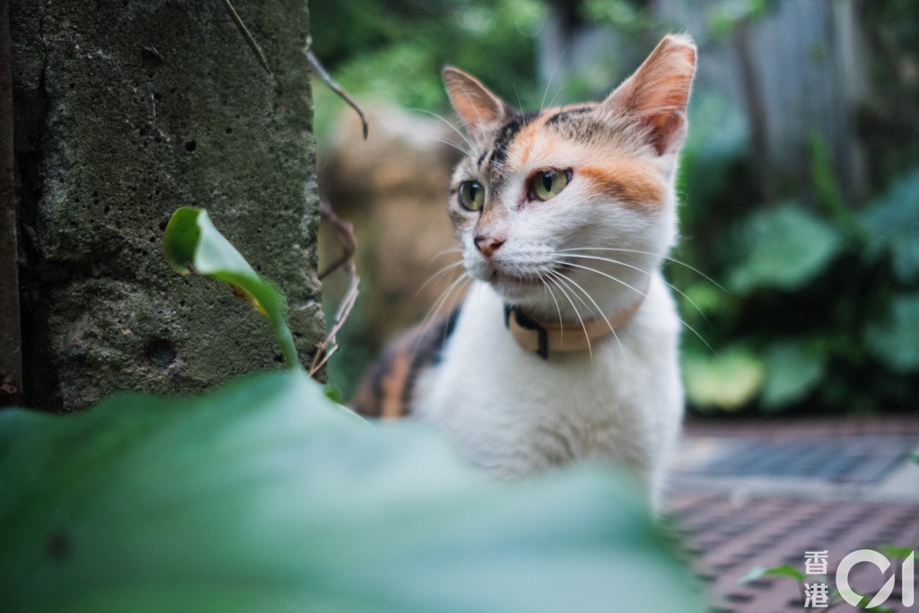 在東北鄉郊地區生活的動物。(歐嘉樂攝) 在東北鄉郊地區生活的動物。(歐嘉樂攝)