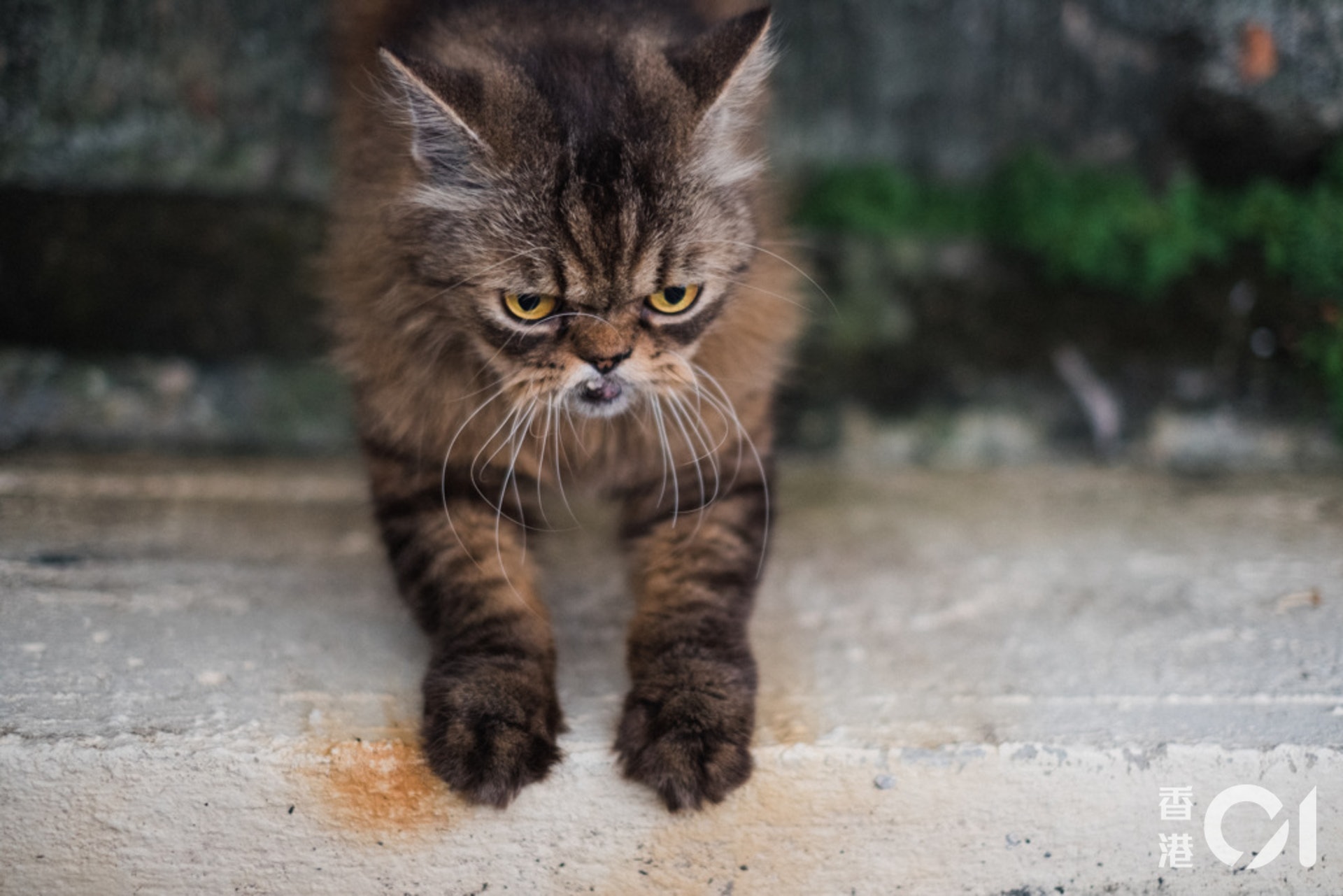 在東北鄉郊地區生活的動物。(歐嘉樂攝) 在東北鄉郊地區生活的動物。(歐嘉樂攝)
