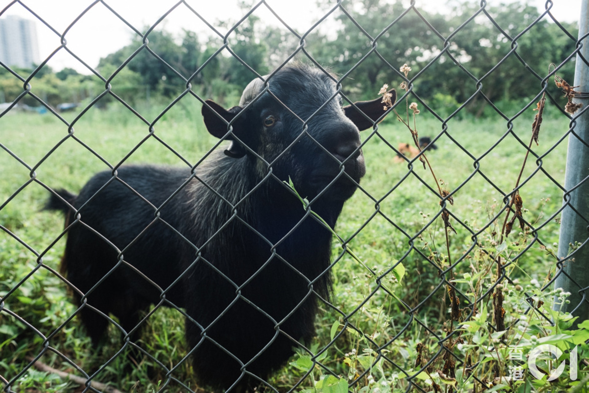 在東北鄉郊地區生活的動物。(歐嘉樂攝) 在東北鄉郊地區生活的動物。(歐嘉樂攝)