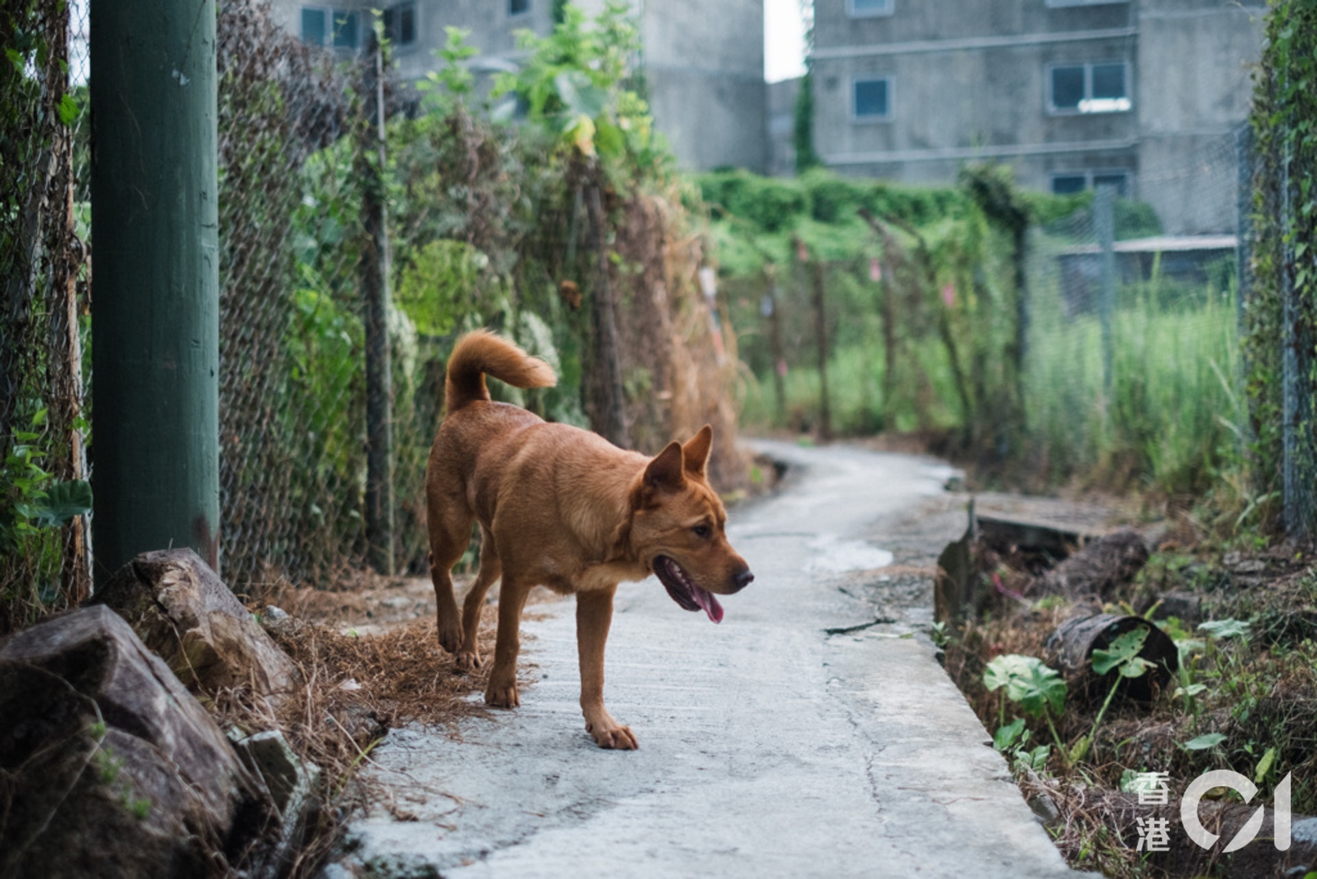 在東北鄉郊地區生活的動物。(歐嘉樂攝) 在東北鄉郊地區生活的動物。(歐嘉樂攝)