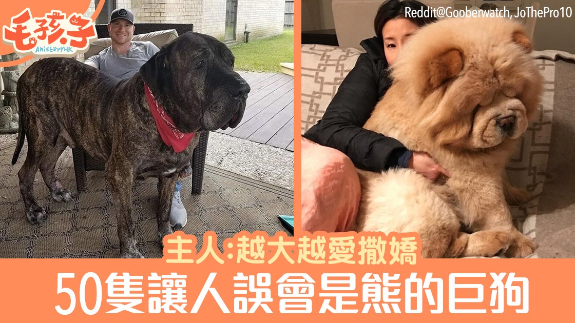 50隻巨大得如熊的狗狗 巨型毛公仔 體型越大越愛撒嬌 香港01 寵物