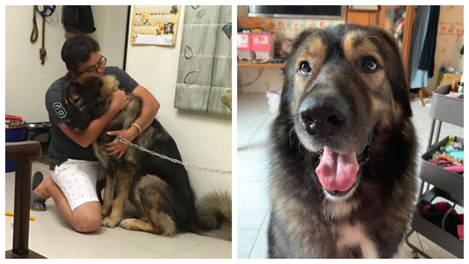 高加索犬做錯事被鎖　下秒轉做污點證人　供出爸爸藏私房錢