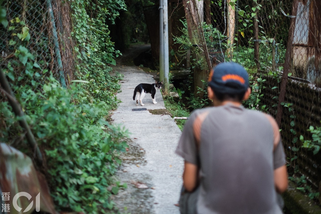 葉漢華表示,攝貓是較容易的事,只要與貓保持舒適的距離便可。(歐嘉樂攝) 葉漢華表示,攝貓是較容易的事,只要與貓保持舒適的距離便可。(歐嘉樂攝)