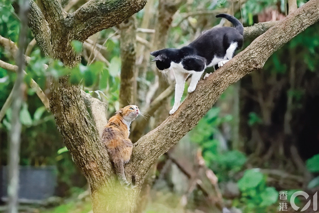 當東北日後發展,許多鄉郊事物,包括貓、狗、牛、羊等動物都會隨之而消失。(葉漢華攝) 當東北日後發展,許多鄉郊事物,包括貓、狗、牛、羊等動物都會隨之而消失。(葉漢華攝)