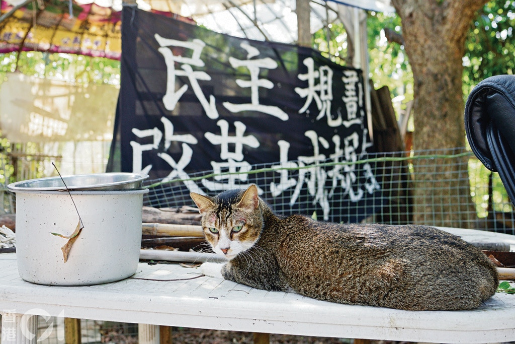 葉漢華:「這是古洞義工家中暫託的貓。被領養後未能習慣新環境,鬱鬱而終。」(葉漢華攝) 葉漢華:「這是古洞義工家中暫託的貓。被領養後未能習慣新環境,鬱鬱而終。」(葉漢華攝)