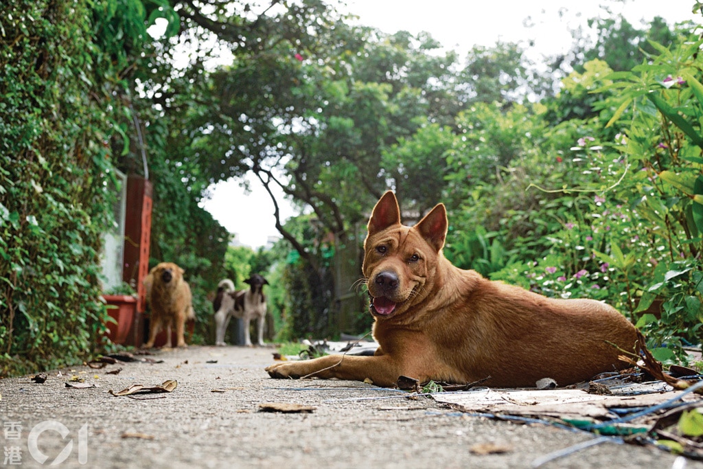 葉漢華︰「一向少跟狗相處。因紀錄展的關係,走進馬屎埔,認識了這隻親善狗狗。」(葉漢華攝) 葉漢華︰「一向少跟狗相處。因紀錄展的關係,走進馬屎埔,認識了這隻親善狗狗。」(葉漢華攝)