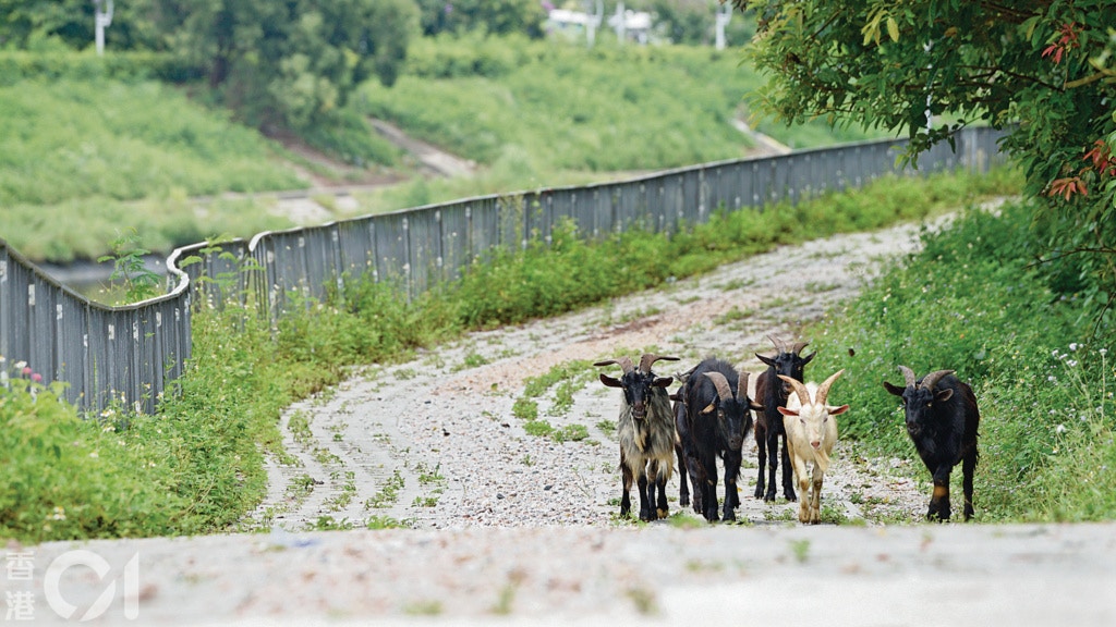 葉漢華︰「羊群走在人工鋪設的石屎磚上。未來,這段路會變成優美的河濱小徑,新市鎮居民的悠閒好去處。」(葉漢華攝) 葉漢華︰「羊群走在人工鋪設的石屎磚上。未來,這段路會變成優美的河濱小徑,新市鎮居民的悠閒好去處。」(葉漢華攝)
