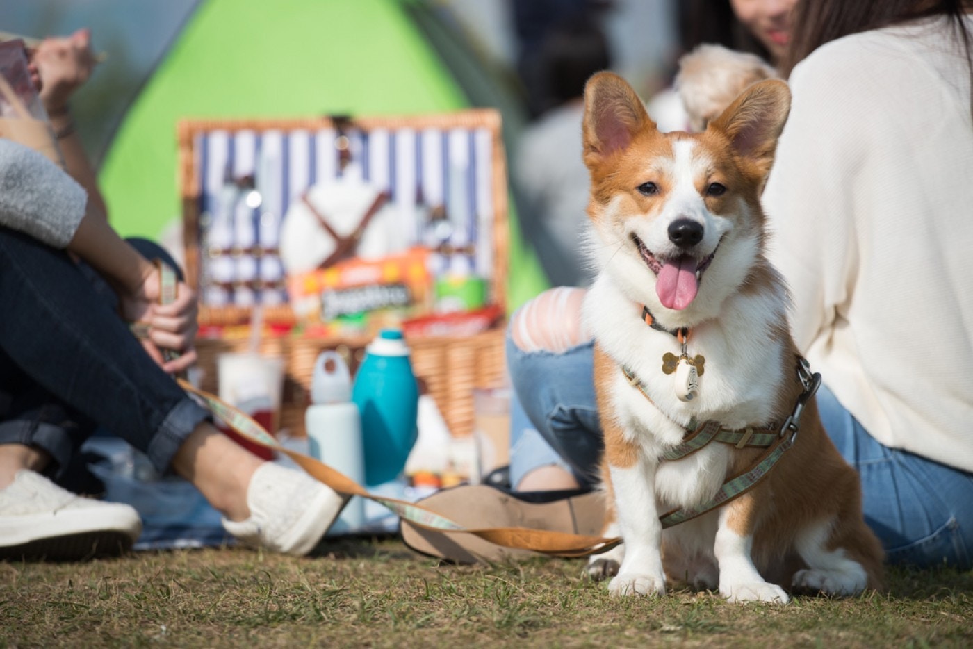 狗狗可以在草地上跟主人一起野餐。（西九文化區）