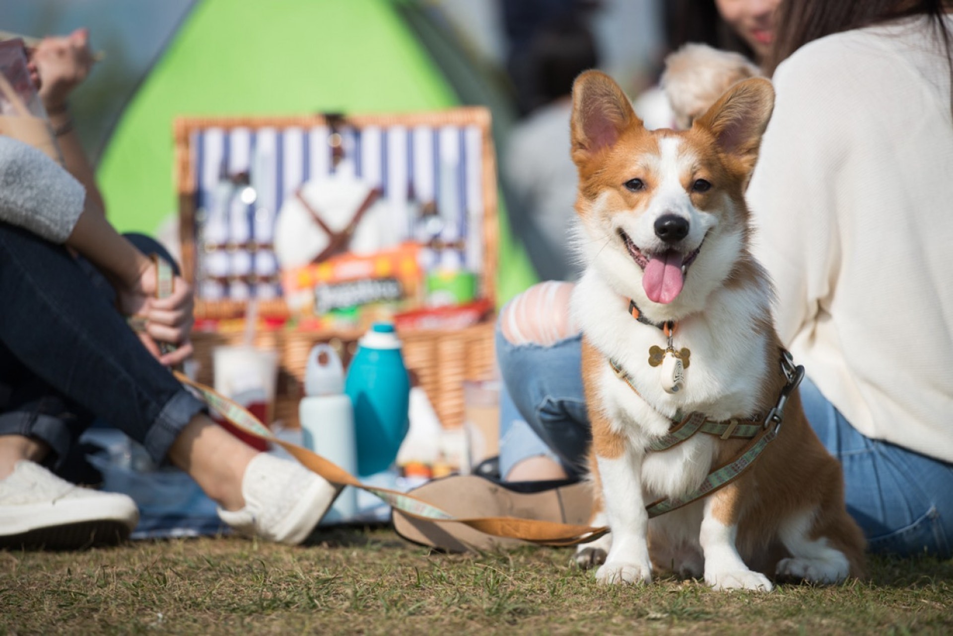 狗狗可以在草地上跟主人一起野餐。(西九文化區) 狗狗可以在草地上跟主人一起野餐。(西九文化區)
