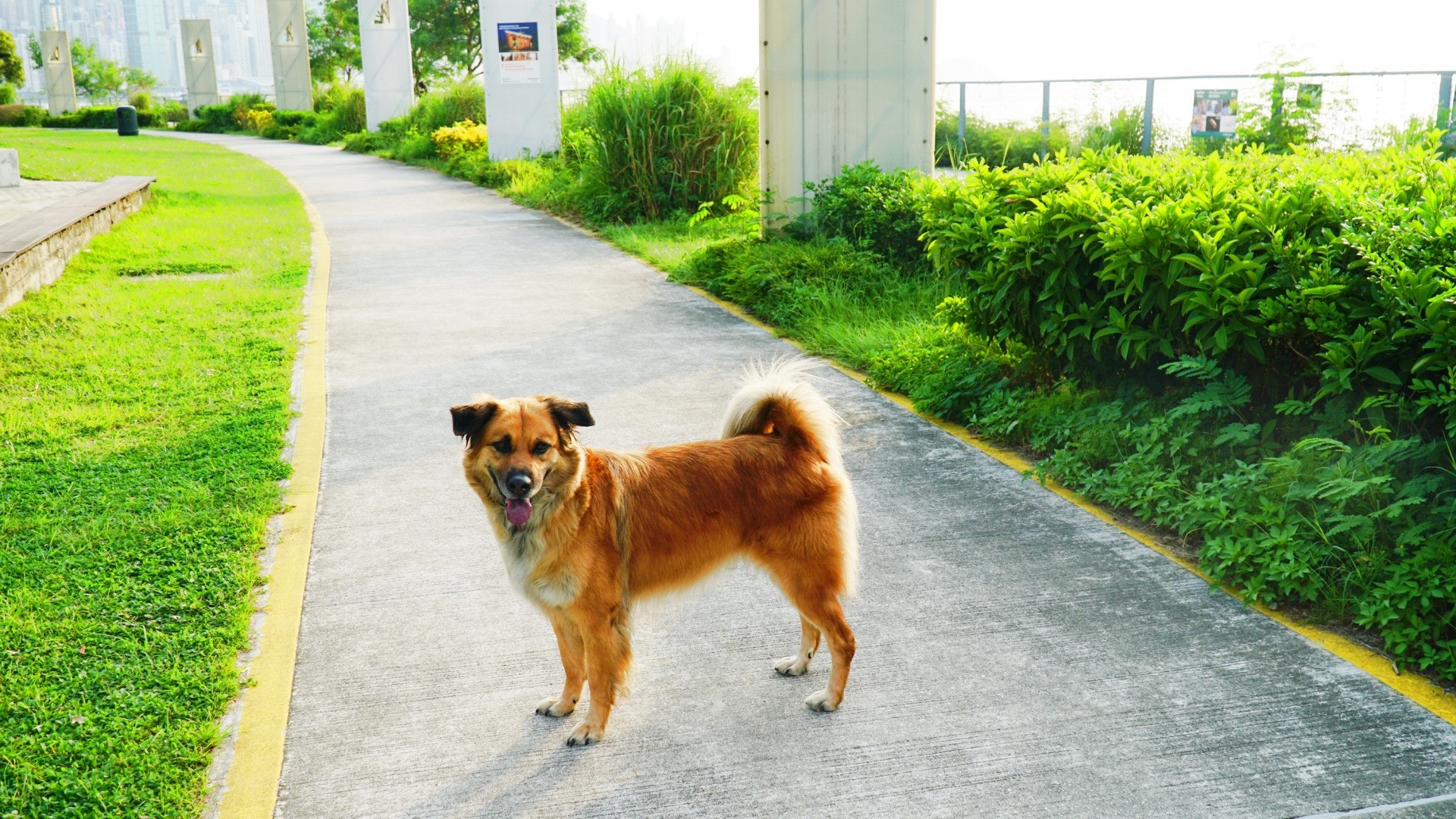 西九文化區內有很多草地空間，可供狗狗散步。（胡巧欣攝）