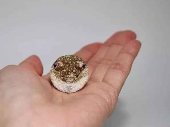 兩女子烹飪朋友捕獲河豚進食後疑中毒留院情況穩定 香港01 社會新聞