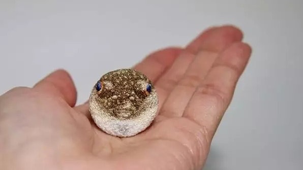 兩女子烹飪朋友捕獲河豚進食後疑中毒留院情況穩定 香港01 社會新聞 兩女子烹飪朋友捕獲河豚進食後疑中毒留院情況穩定 香港01 社會新聞