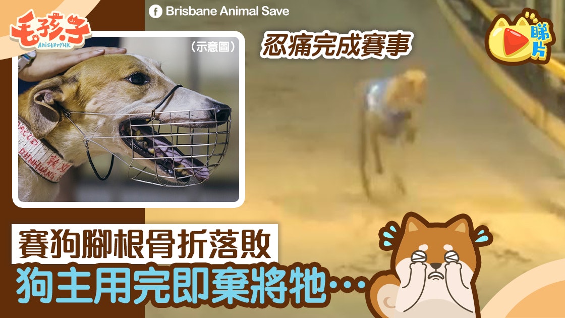 澳洲賽狗腳根受傷忍痛完成賽事賽後主人為慳醫藥費將牠 香港01 寵物 澳洲賽狗腳根受傷忍痛完成賽事賽後主人為慳醫藥費將牠 香港01 寵物