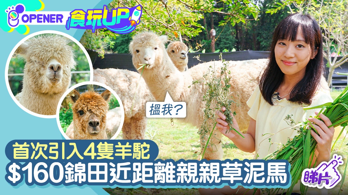 不是草泥馬是羊駝 錦田農莊160元親親羊駝多個手作坊玩足一日 不是草泥馬是羊駝 錦田農莊160元親親羊駝多個手作坊玩足一日