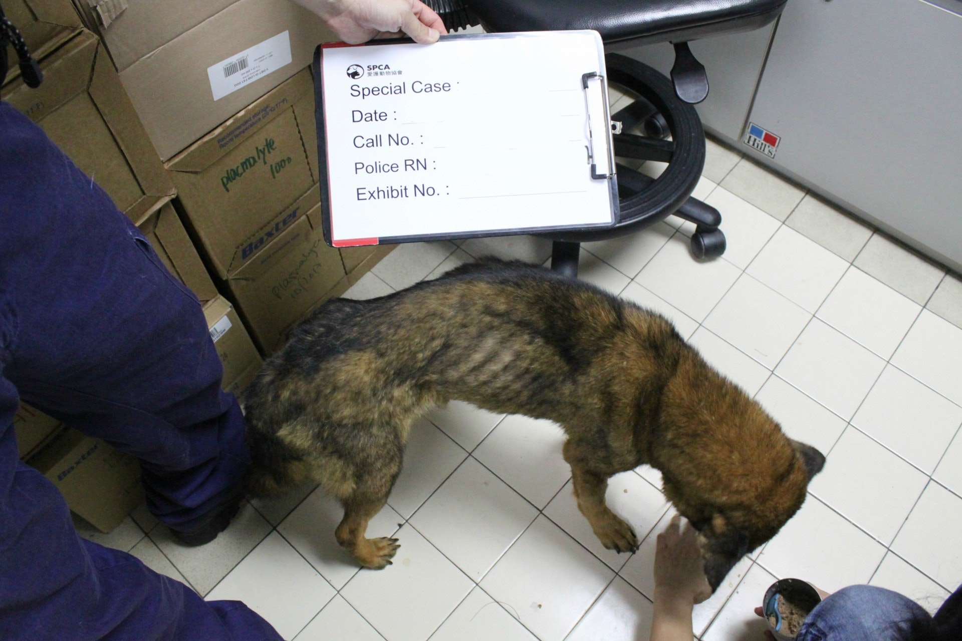 狗隻瘦得「皮包骨」。(愛協提供) 狗隻瘦得「皮包骨」。(愛協提供)