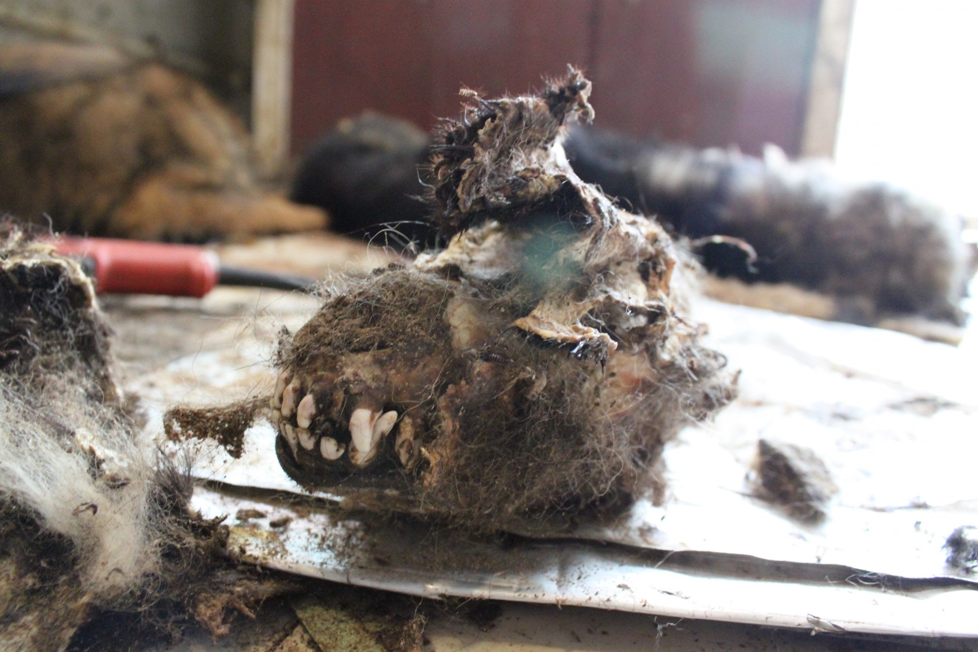 有狗屍已化骨,只餘毛髮包裹白骨。(愛協提供) 有狗屍已化骨,只餘毛髮包裹白骨。(愛協提供)