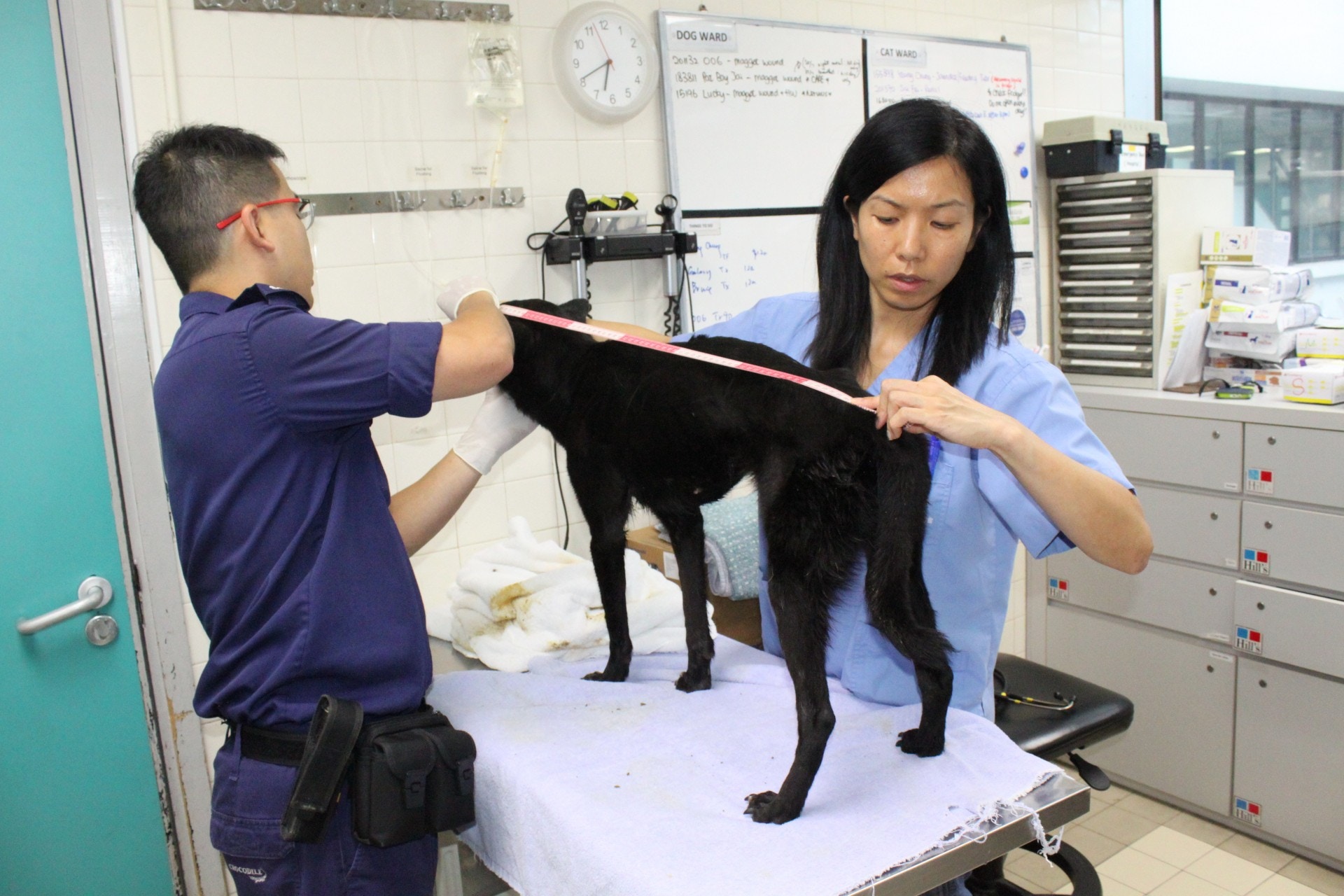 獲救狗隻接受獸醫治理。(愛協提供) 獲救狗隻接受獸醫治理。(愛協提供)