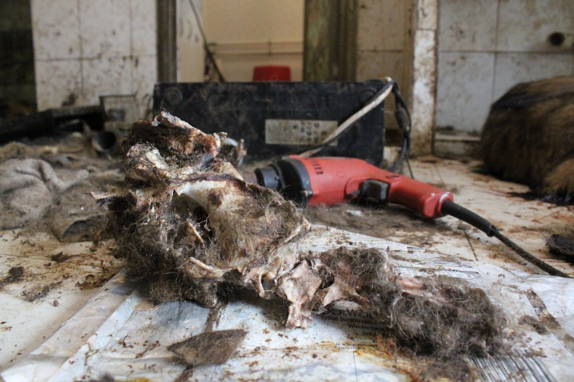 有狗屍已化骨,只餘毛髮包裹白骨。(愛協提供) 有狗屍已化骨,只餘毛髮包裹白骨。(愛協提供)