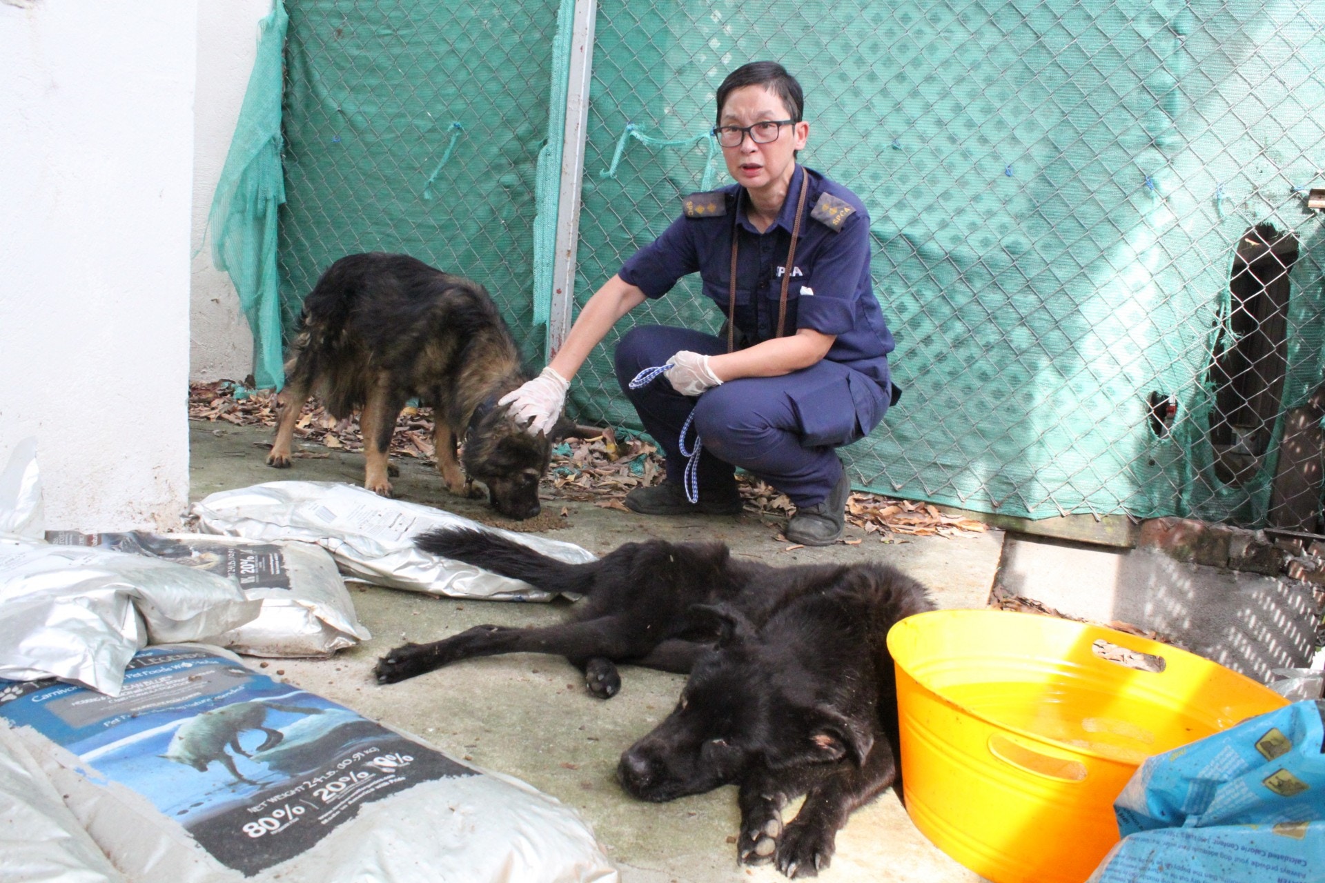 雖然生還的狗飽受折磨,但牠們仍十分乖巧,督察可以觸摸牠們。(愛協提供) 雖然生還的狗飽受折磨,但牠們仍十分乖巧,督察可以觸摸牠們。(愛協提供)