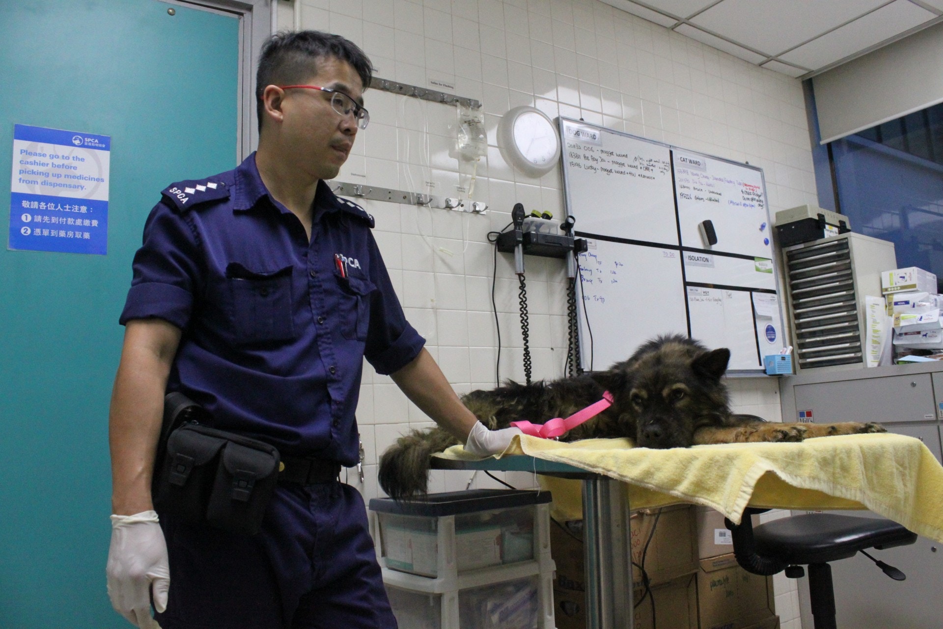 愛協督察推斷「一定有狗食狗,如果唔係捱唔到去最後。」(愛協提供) 愛協督察推斷「一定有狗食狗,如果唔係捱唔到去最後。」(愛協提供)