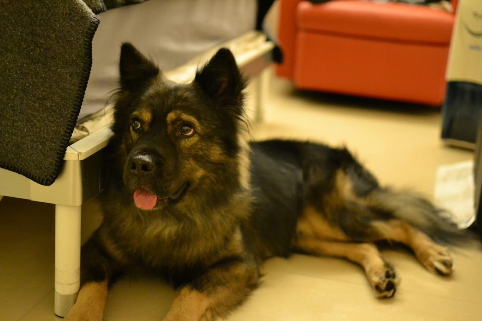 周太憶述Suko當初有不少創傷後遺症。(受訪者提供) 周太憶述Suko當初有不少創傷後遺症。(受訪者提供)