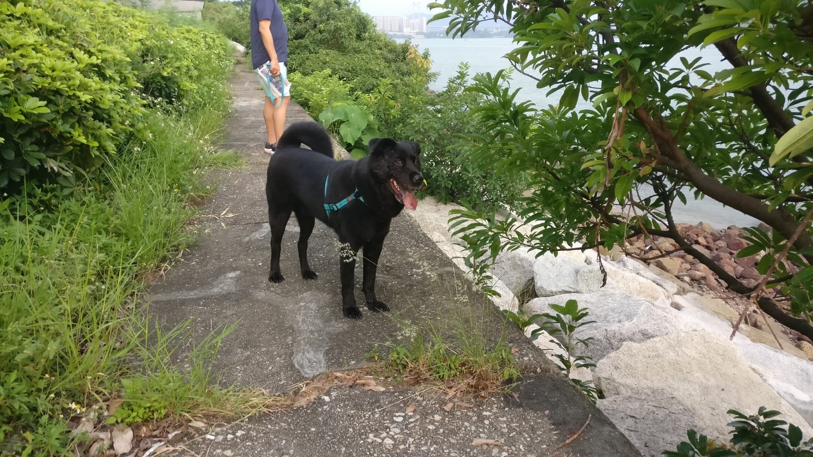 「小黑」於去年11月被領養。(受訪者提供) 「小黑」於去年11月被領養。(受訪者提供)