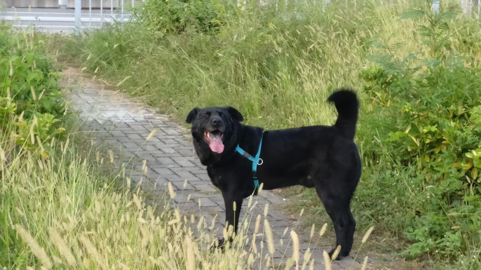 孫太太指牠對棍狀物尤其恐懼,一看到便會不斷退後走避。(受訪者提供) 孫太太指牠對棍狀物尤其恐懼,一看到便會不斷退後走避。(受訪者提供)