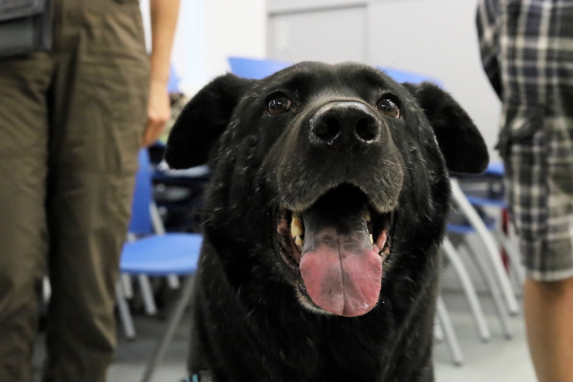 孫太太形容小黑的反應,「好似驚人唔要佢咁」。(何穎琪攝) 孫太太形容小黑的反應,「好似驚人唔要佢咁」。(何穎琪攝)