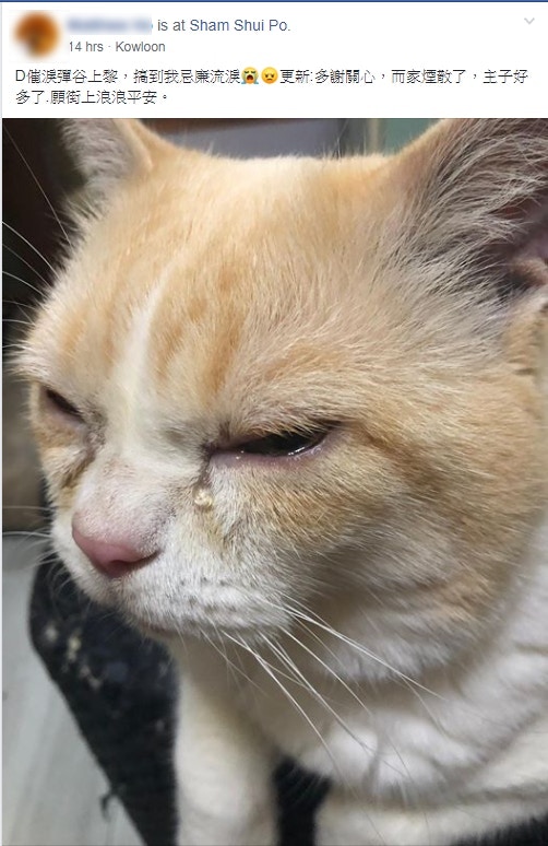 有寵物主人曾指催淚氣體飄進屋內,令愛貓流眼淚。(fb「天下貓貓一樣貓群組」截圖) 有寵物主人曾指催淚氣體飄進屋內,令愛貓流眼淚。(fb「天下貓貓一樣貓群組」截圖)