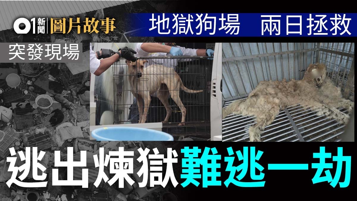 狗場淪為煉獄,逾百貓狗受苦,直擊救援人員一連兩日拯救情況。(01製圖) 狗場淪為煉獄,逾百貓狗受苦,直擊救援人員一連兩日拯救情況。(01製圖)