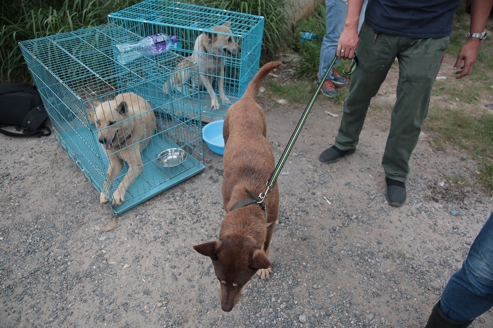漁護署正將第一批狗狗送往漁農自然護理署新界北動物管理中心。(梁銘康攝) 漁護署正將第一批狗狗送往漁農自然護理署新界北動物管理中心。(梁銘康攝)