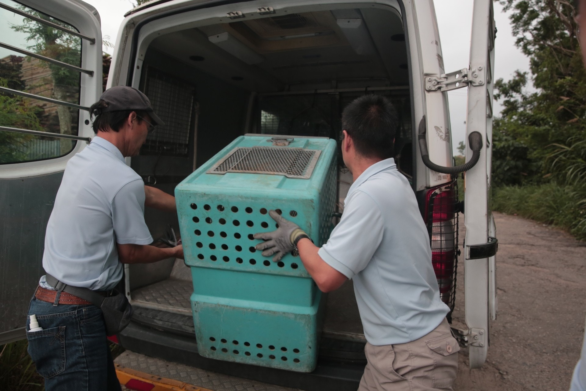 漁護署正將第一批狗狗送往漁農自然護理署新界北動物管理中心。(梁銘康攝) 漁護署正將第一批狗狗送往漁農自然護理署新界北動物管理中心。(梁銘康攝)