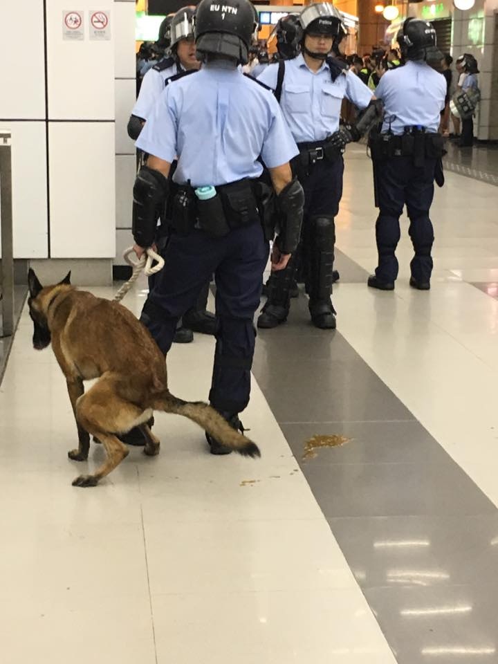 9月初時,有警犬在執勤期間肚瀉。(Facebook@香港on9協會) 9月初時,有警犬在執勤期間肚瀉。(Facebook@香港on9協會)