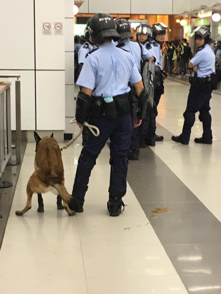 領犬員見狀亦未有立即帶警犬休息。(Facebook@香港on9協會) 領犬員見狀亦未有立即帶警犬休息。(Facebook@香港on9協會)