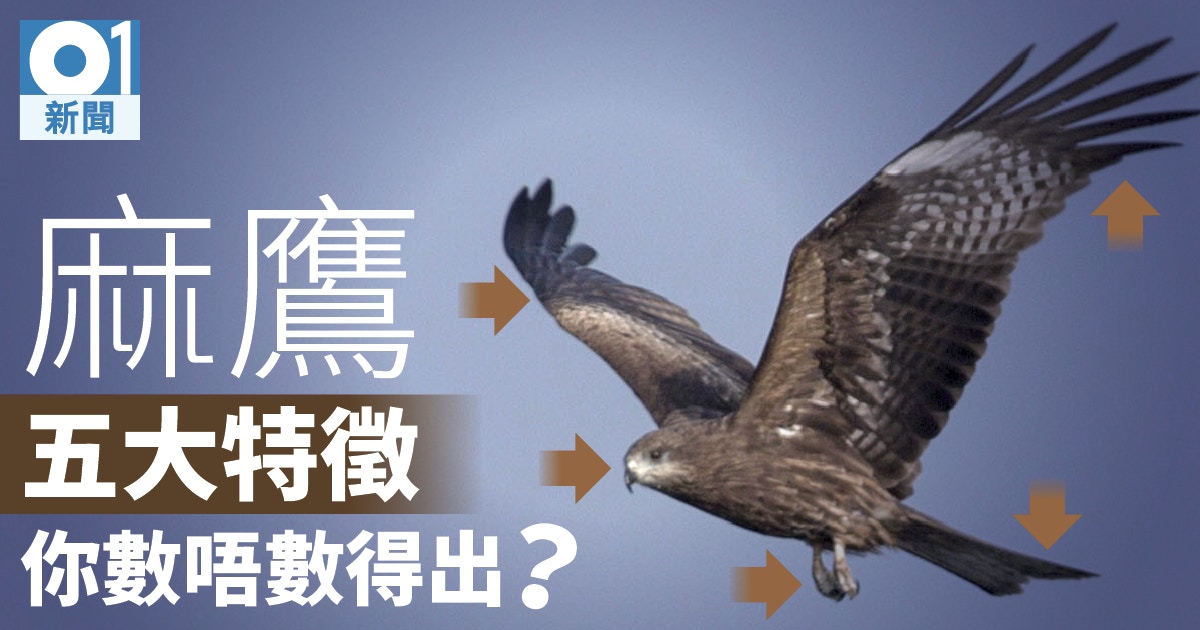認住呢隻鷹 逾千麻鷹冬季佔領香港密度冠絕全球