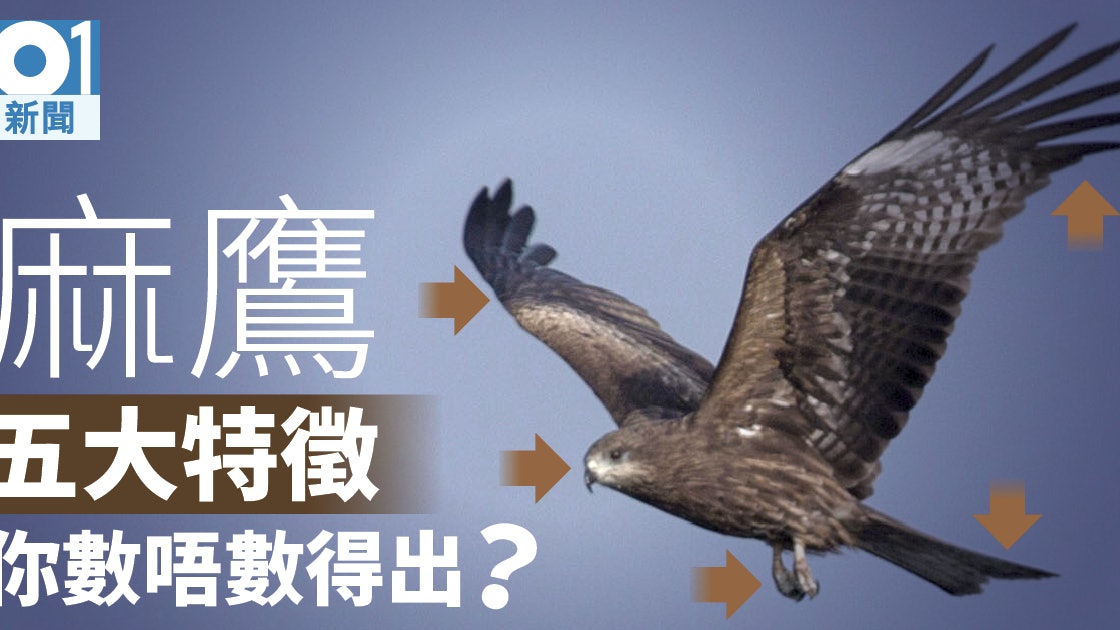 認住呢隻鷹 逾千麻鷹冬季佔領香港密度冠絕全球 認住呢隻鷹 逾千麻鷹冬季佔領香港密度冠絕全球