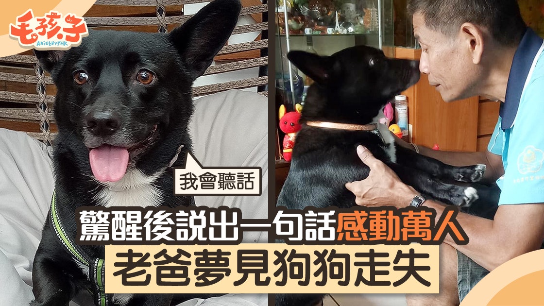 走失狗 老爸夢見黑狗走失睡醒後即緊張訓話感動上萬網民