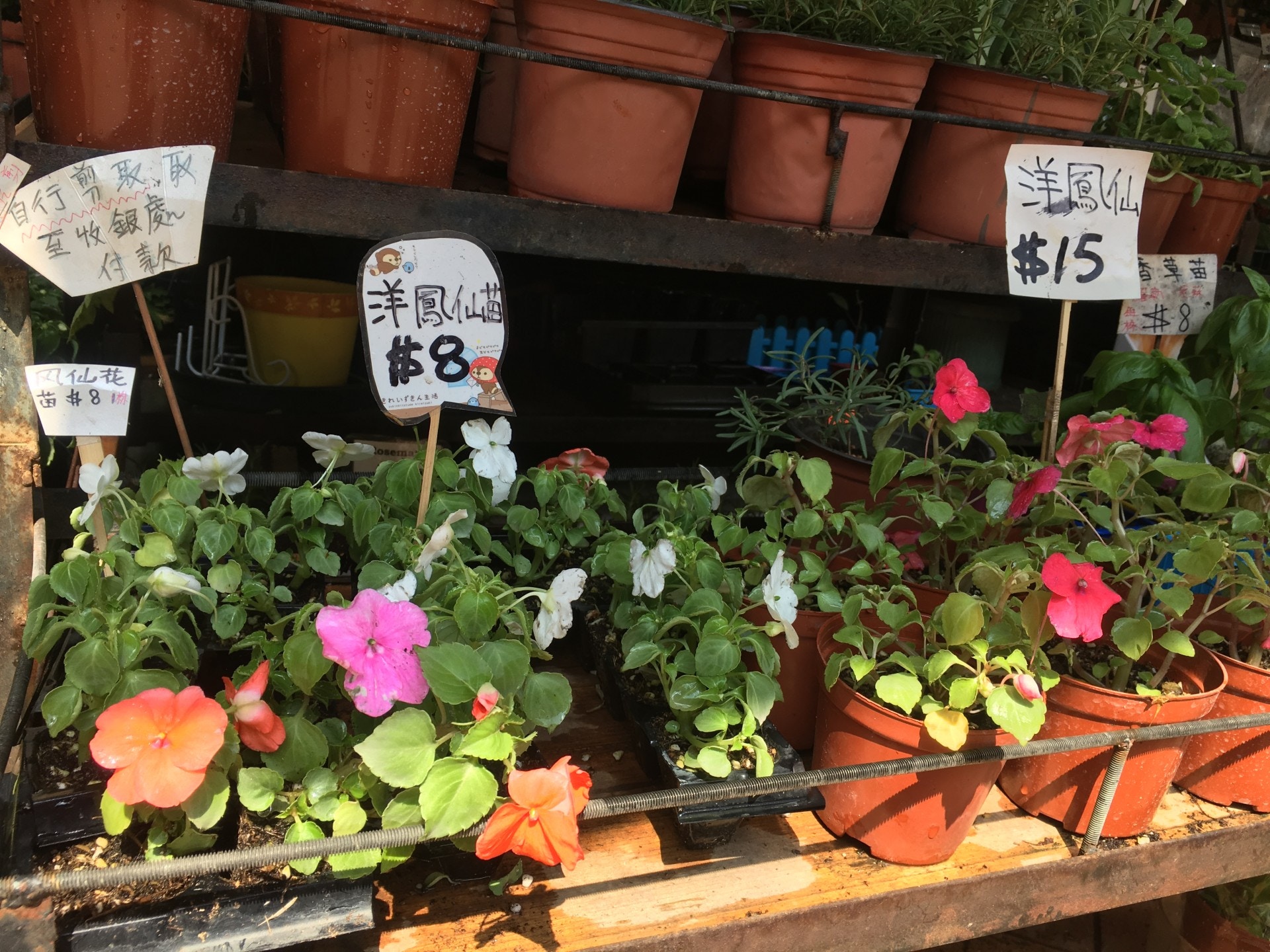 一人一花19 洋鳳仙花苗最平8蚊農夫 易打理有水有光即可