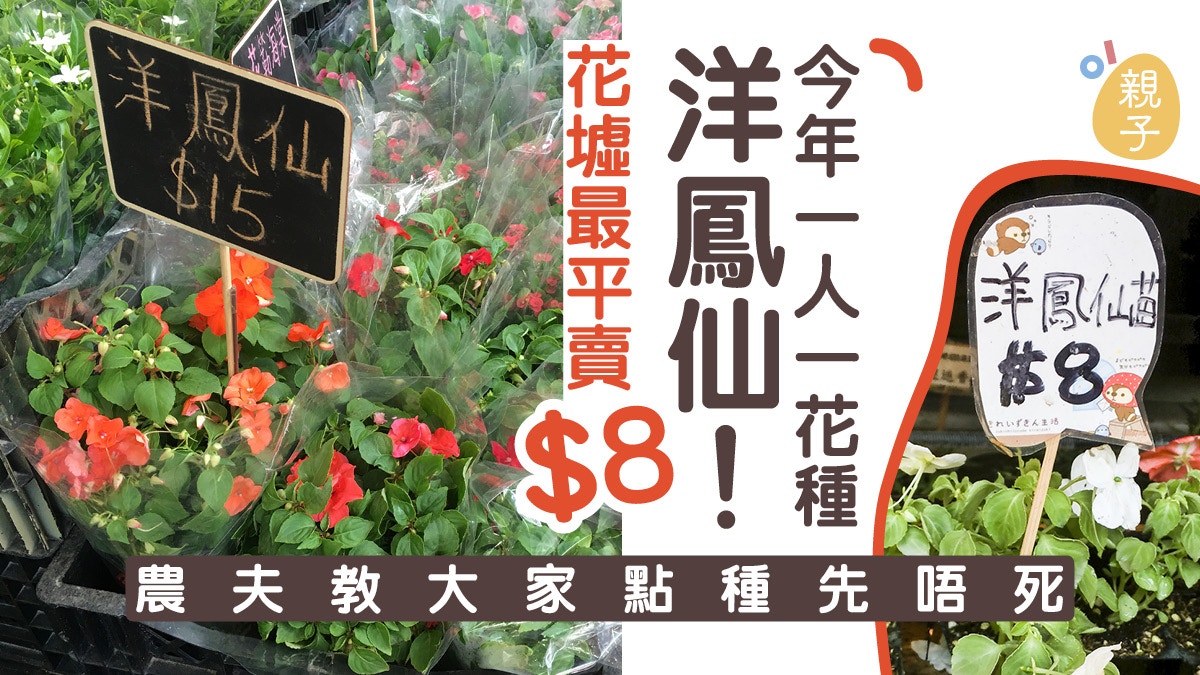 一人一花19 洋鳳仙花苗最平8蚊農夫 易打理有水有光即可 香港01 親子