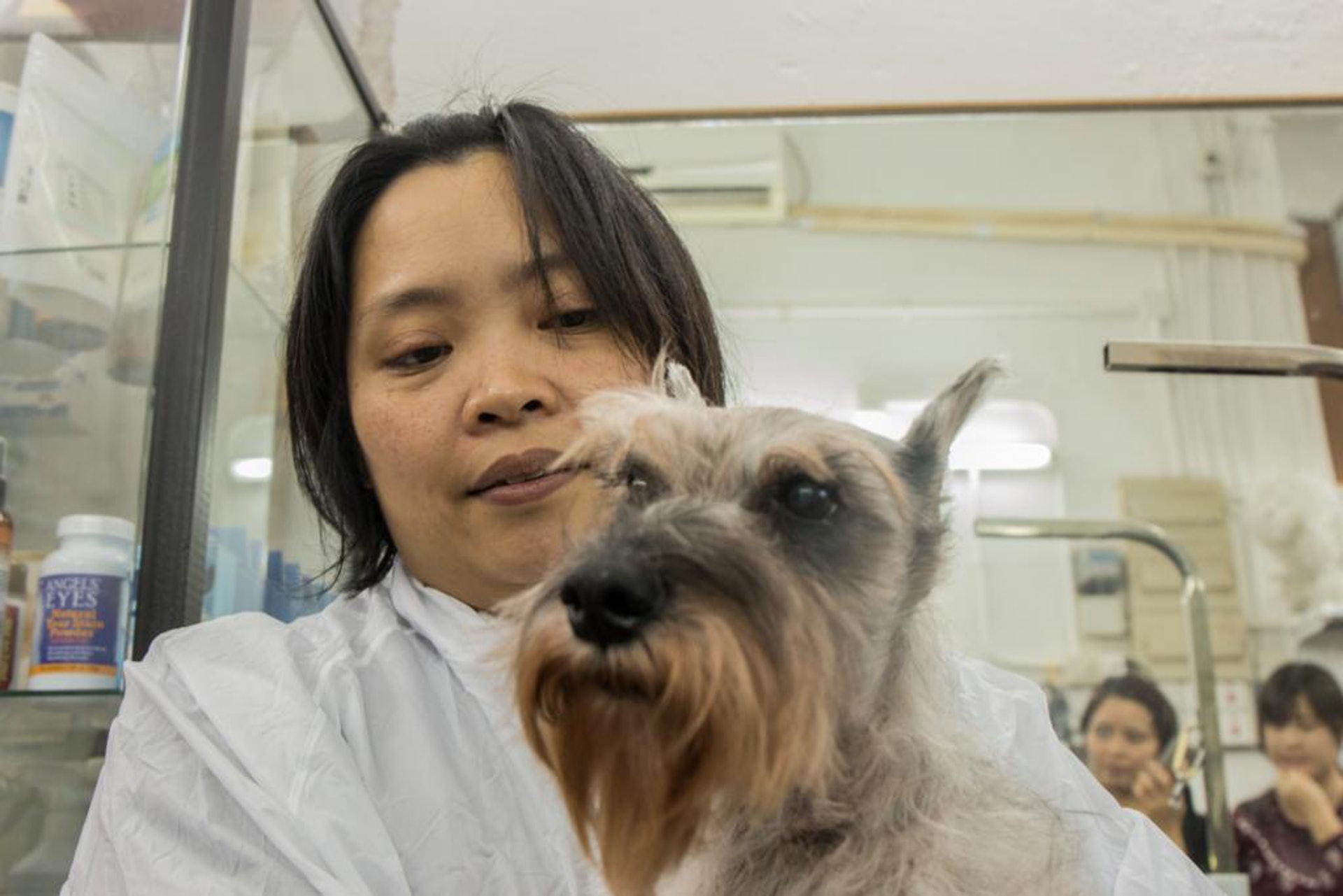 年老動物 貼身照顧19歲史納莎寵物美容師的老友狗狗 香港01 寵物 年老動物 貼身照顧19歲史納莎寵物美容師的老友狗狗 香港01 寵物