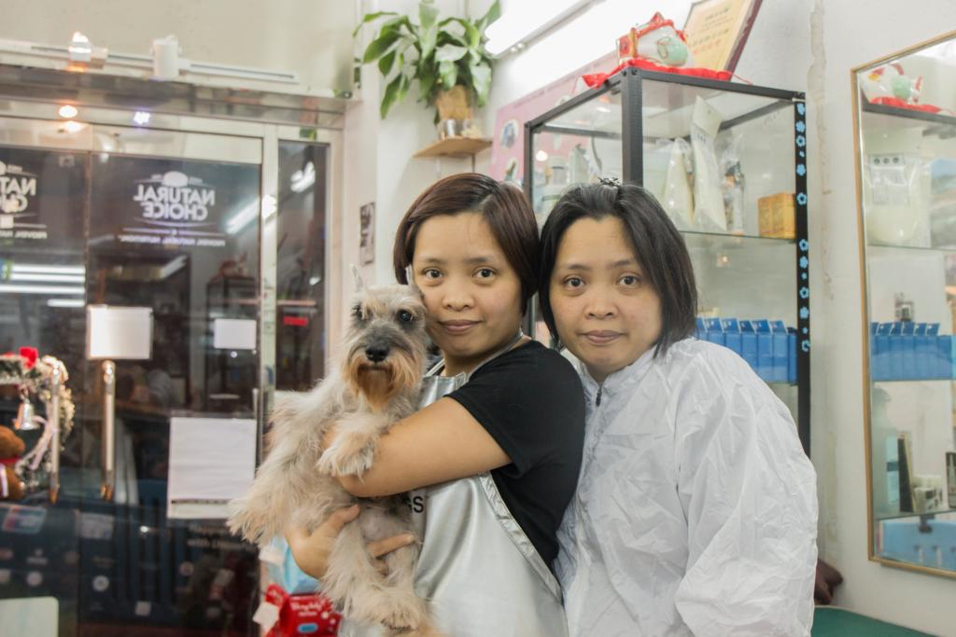 年老動物 貼身照顧19歲史納莎寵物美容師的老友狗狗 香港01 寵物 年老動物 貼身照顧19歲史納莎寵物美容師的老友狗狗 香港01 寵物