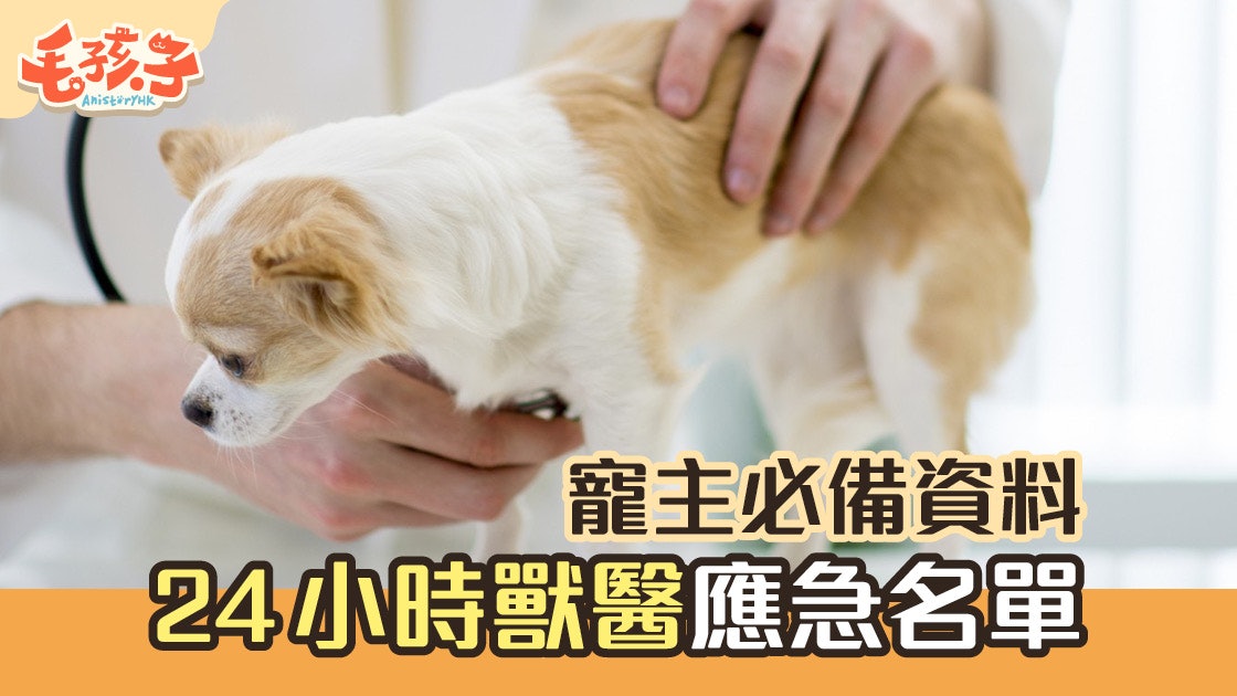更新24小時獸醫名單 遇上急症遲5分鐘都冇命應急資料要常備 香港01 寵物