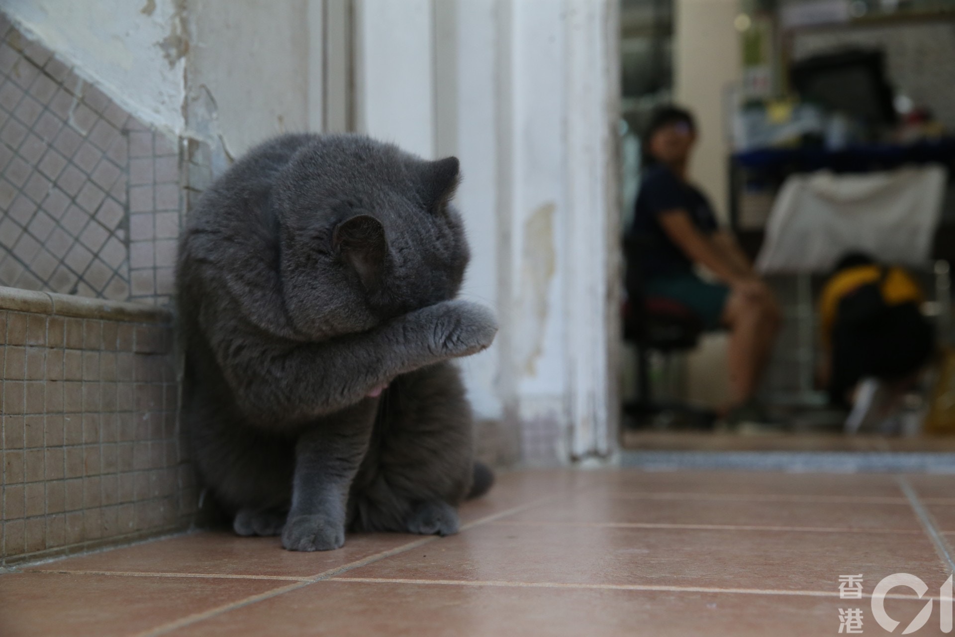 部分健康許可的貓已返回收容所。(蔡正邦攝) 部分健康許可的貓已返回收容所。(蔡正邦攝)