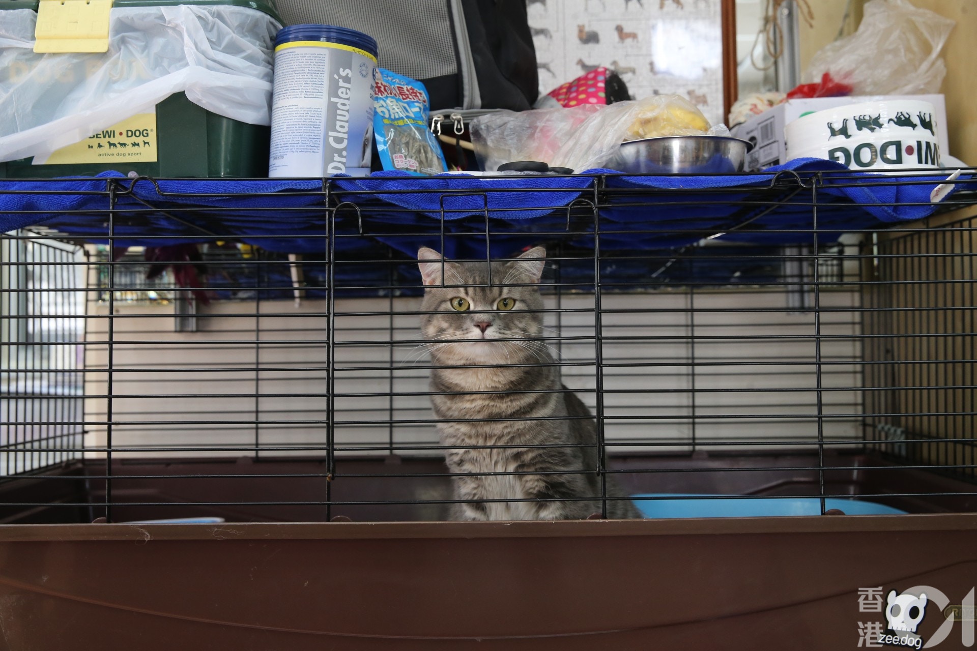 部分健康許可的貓已返回收容所。(蔡正邦攝) 部分健康許可的貓已返回收容所。(蔡正邦攝)