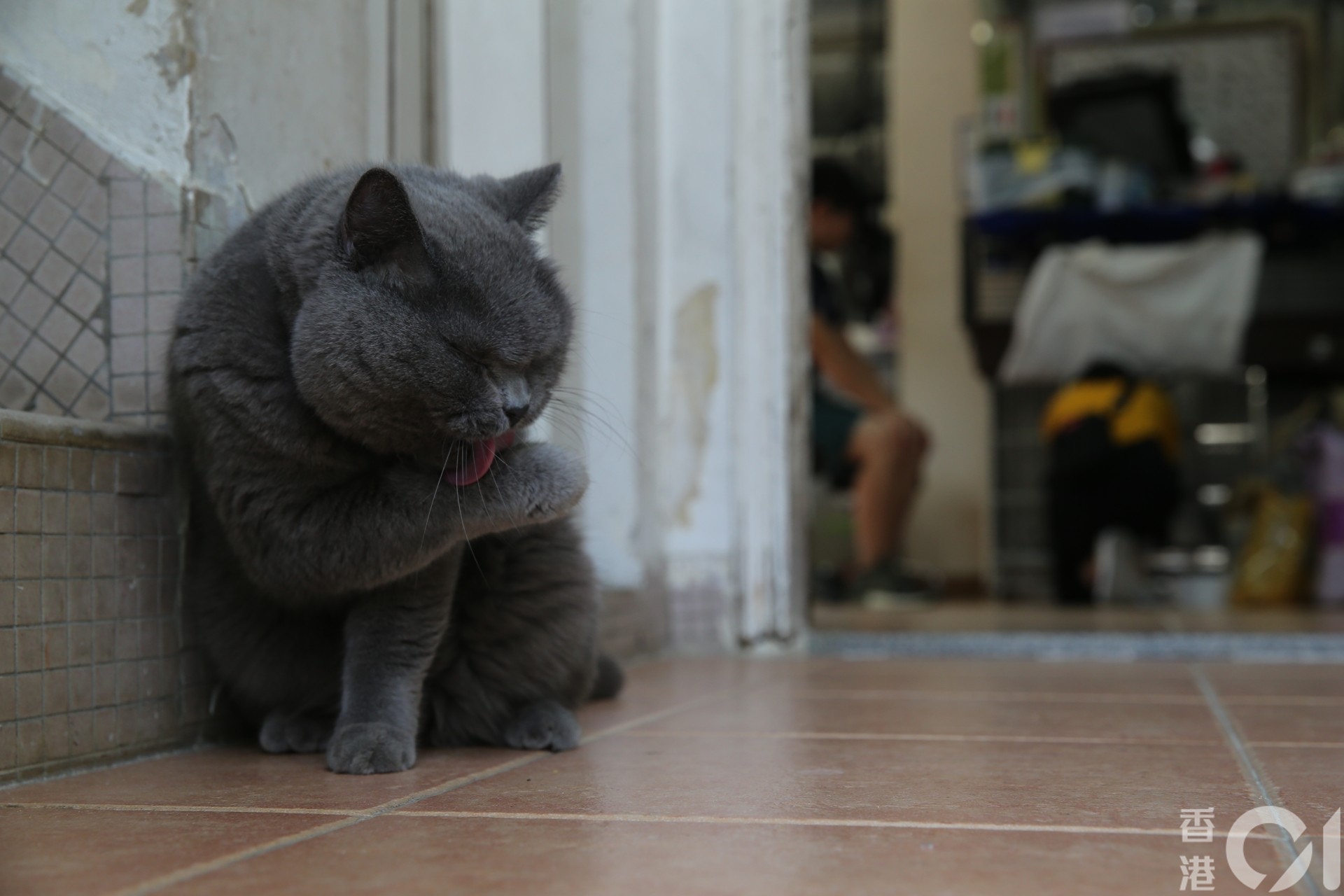 有健康許可的貓貓已返回收容所。(蔡正邦攝) 有健康許可的貓貓已返回收容所。(蔡正邦攝)