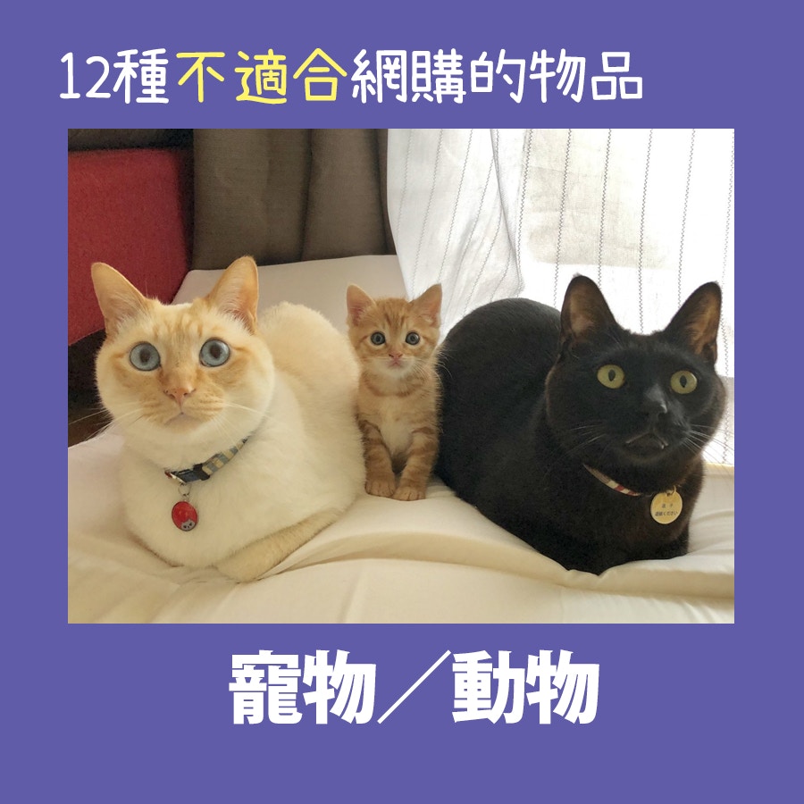 【12種不適合網購的物品】內地曾有人在喝醉後,在網上買下了一隻8個月大的藍孔雀、一隻泰國迷你小香豬和一條野生娃娃魚,但網購動物涉及運輸及貨源問題,過程中也可能導致動物死亡,故不宜網購。(01製圖) 【12種不適合網購的物品】內地曾有人在喝醉後,在網上買下了一隻8個月大的藍孔雀、一隻泰國迷你小香豬和一條野生娃娃魚,但網購動物涉及運輸及貨源問題,過程中也可能導致動物死亡,故不宜網購。(01製圖)